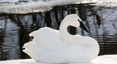 Swan-trubacch